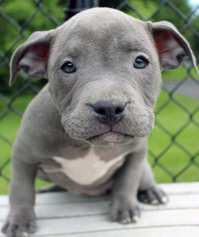blue nose pitbull bully