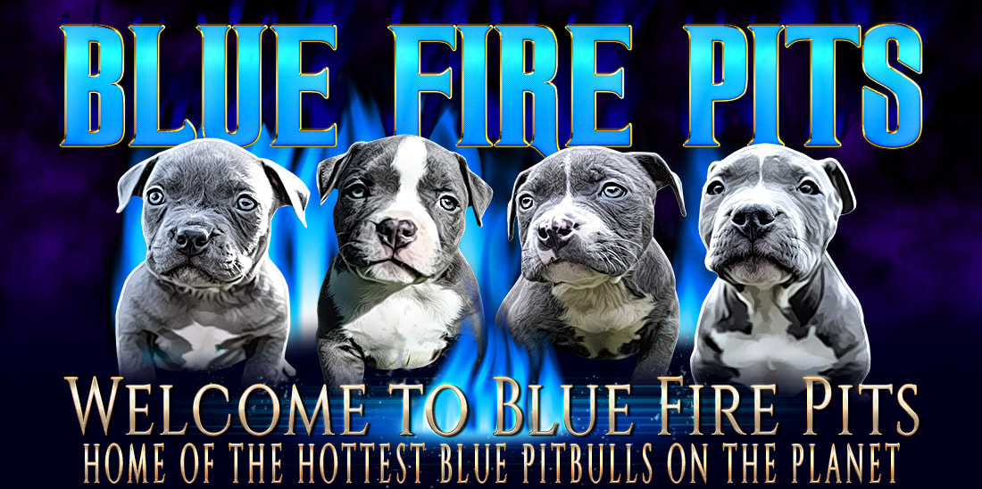 Blue Nose Pitbull Puppies For Sale Blue Nose Pitbull Breeders Baby Pitbulls For Sale