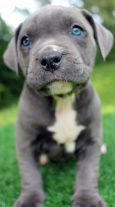 blue pocket pitbull for sale