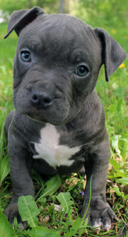 puppy pitbulls for sale